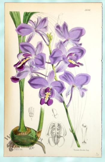 Crutis Orchids 06